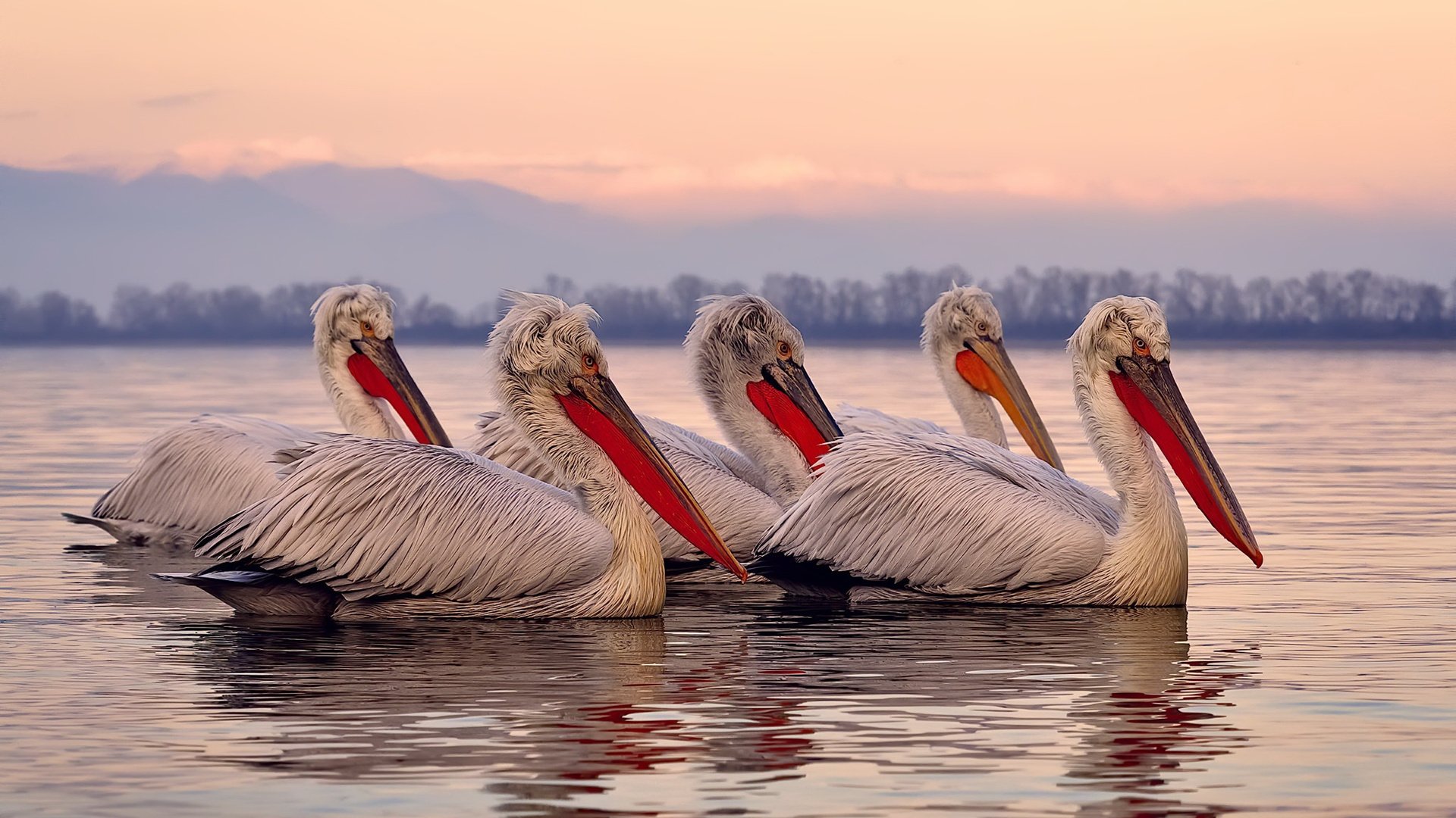 新加坡队的未来发展蓝图：培养新一代乒乓明星，新加坡的乒乓球运动员都是中国人吗