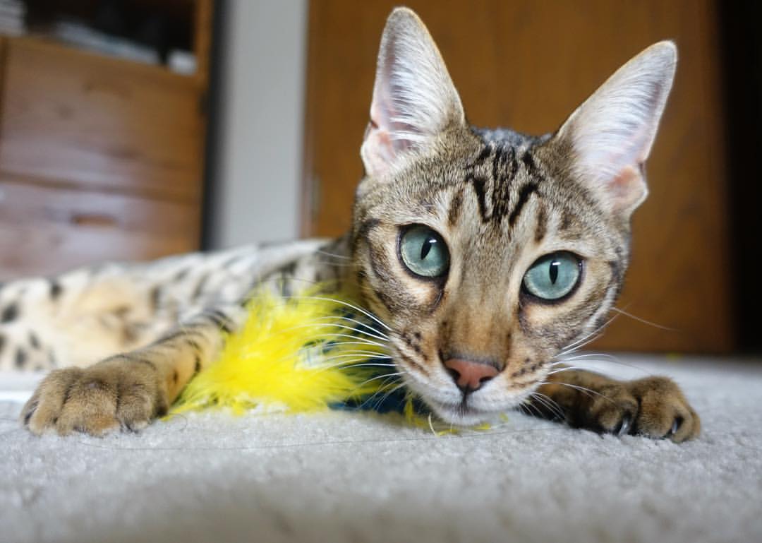 国际乒联混合团体世界杯：罗马尼亚队突破自我，表现惊艳，罗马尼亚 世界杯